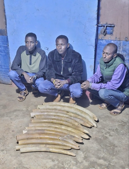 Suspected Poachers Arrested as Police Raid a Residential House And Recover 13 Elephant Tusks(Photo)