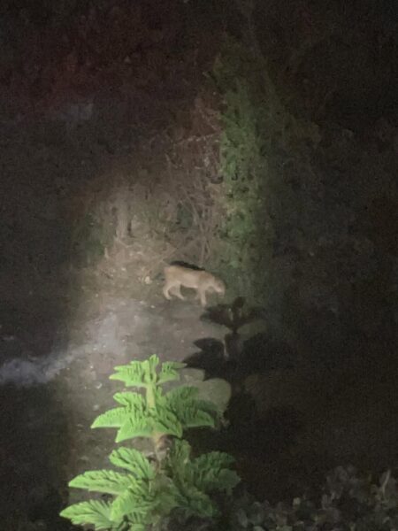 Panic in Karen Estate After Stray Lion Roams Residential Compound at Night(Photo)