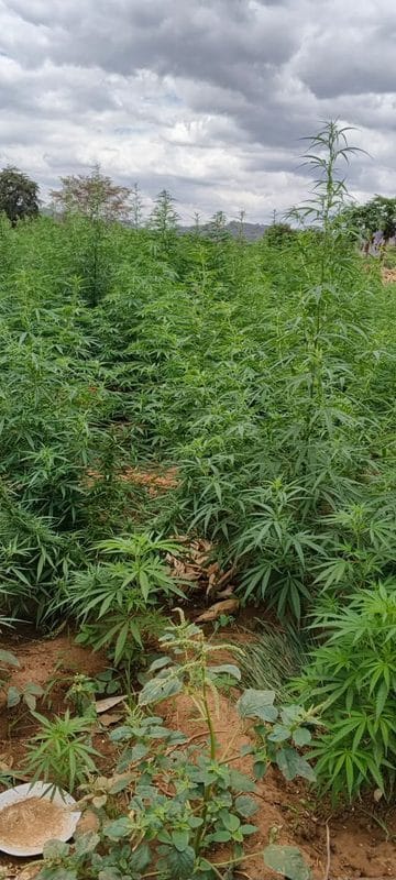 Bhang Worth Ksh 60 Million Uprooted From a Farm in Mwingi After Police Raid(Photos)