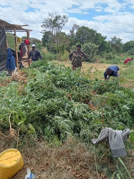 Bhang Worth Ksh 60 Million Uprooted From a Farm in Mwingi After Police Raid(Photos)