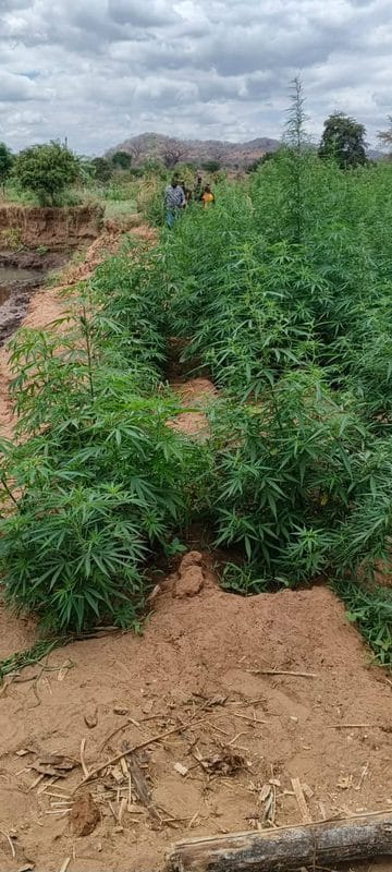 Bhang Worth Ksh 60 Million Uprooted From a Farm in Mwingi After Police Raid(Photos)