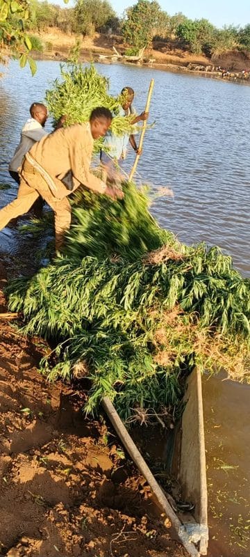 Bhang Worth Ksh 60 Million Uprooted From a Farm in Mwingi After Police Raid(Photos)