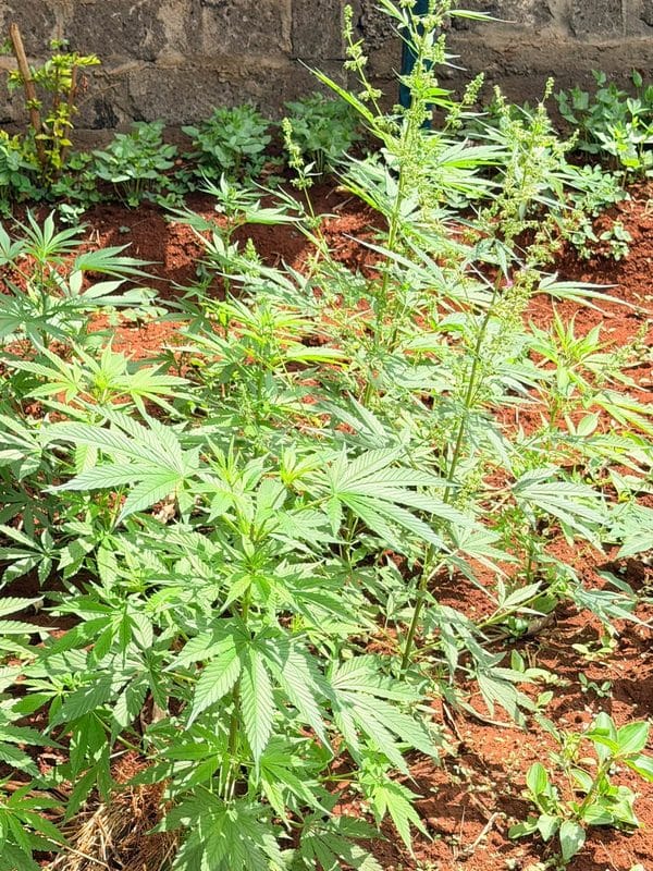 Detectives Uncover a Bhang Plantation Inside a Lavish Residential Property in Thindigua as War on Narcotics Continues(Photos)