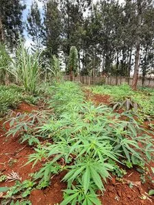 Detectives Uncover a Bhang Plantation Inside a Lavish Residential Property in Thindigua as War on Narcotics Continues(Photos)