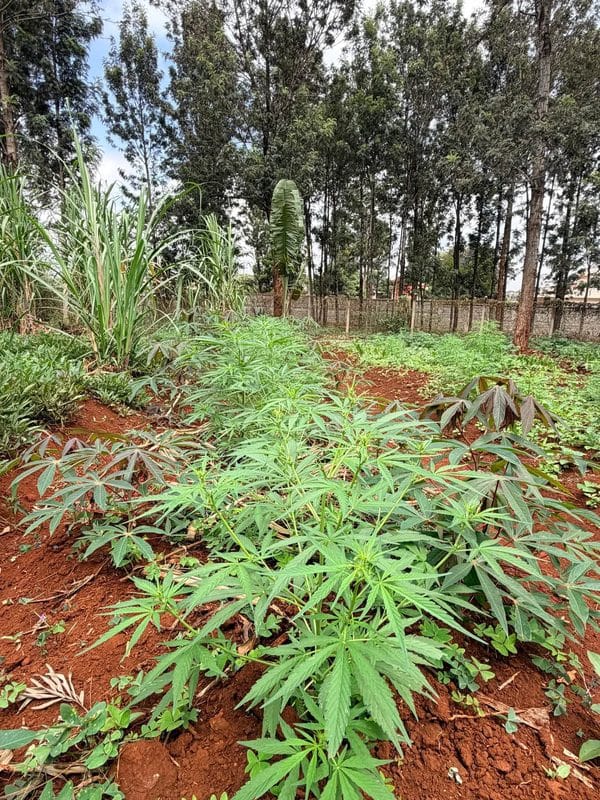Detectives Uncover a Bhang Plantation Inside a Lavish Residential Property in Thindigua as War on Narcotics Continues(Photos)