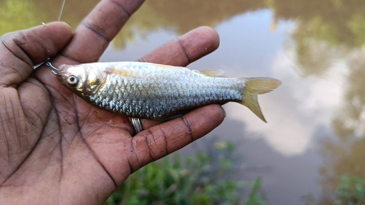 Man Catches Fish in Nairobi River 2 Years After Ruto’s Promise to Clean It Up and Start Fishing Project (Photos)