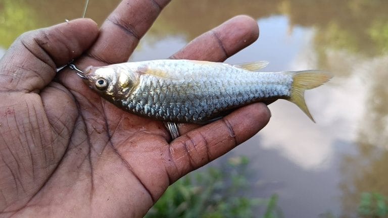 Man Catches Fish in Nairobi River 2 Years After Ruto’s Promise to Clean It Up and Start Fishing Project (Photos)
