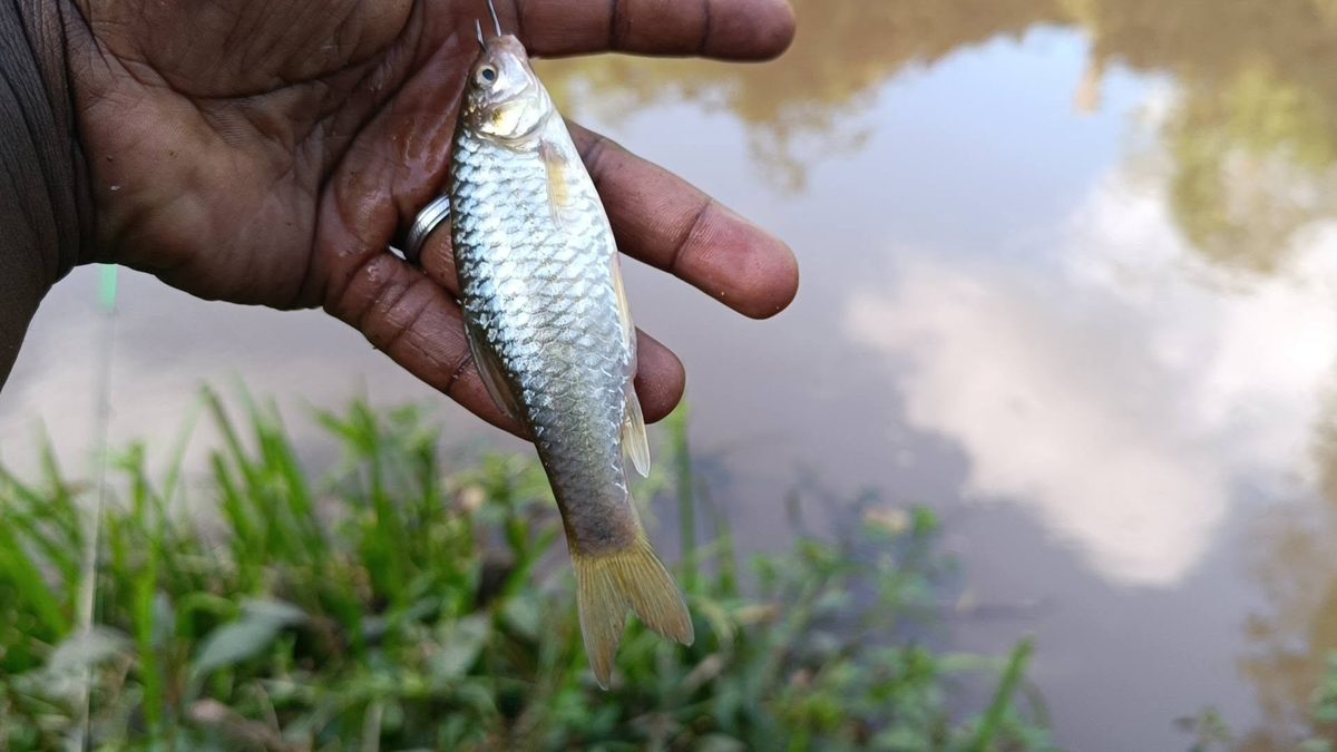 Man Catches Fish in Nairobi River 2 Years After Ruto’s Promise to Clean It Up and Start Fishing Project (Photos)