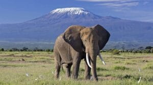 Governor Ole Lenku Reveals The Cause of Elephants Death At Amboseli National Park, Claims KWS is Lying