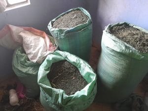 A Luo Woman Suspected to be a Drug Dealer Arrested And Bhang Worth Ksh 5.6 Million Recovered From Her House After Arrested Peddlers Snitched on Her(Photos)