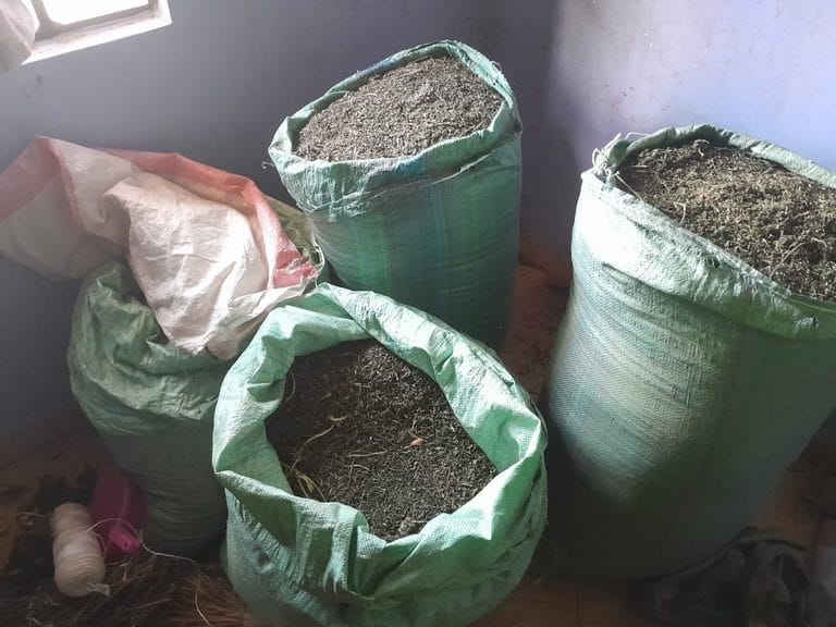 A Luo Woman Suspected to be a Drug Dealer Arrested And Bhang Worth Ksh 5.6 Million Recovered From Her House After Arrested Peddlers Snitched on Her(Photos)