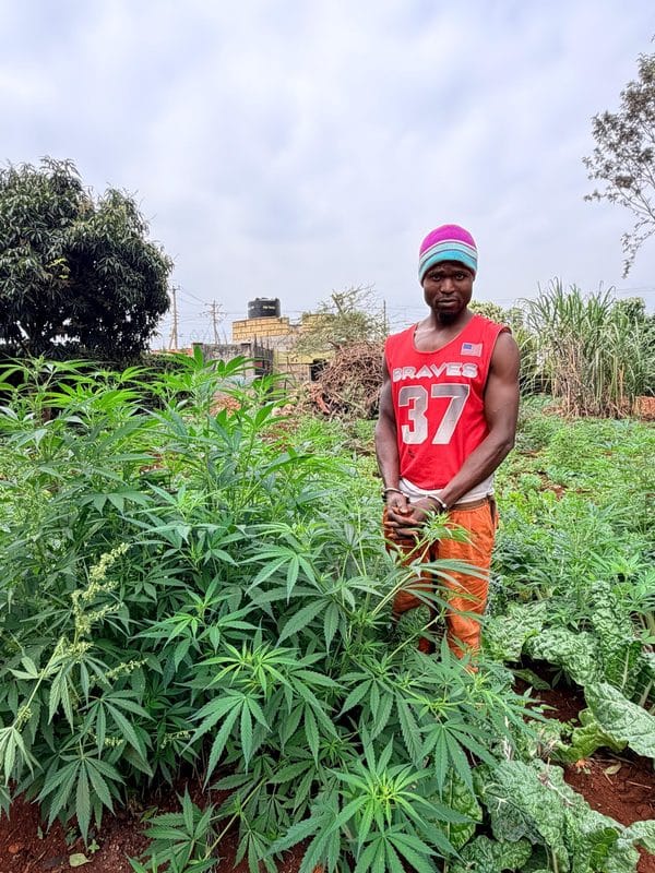 Detectives Uncover a Bhang Plantation Inside a Lavish Residential Property in Thindigua as War on Narcotics Continues(Photos)
