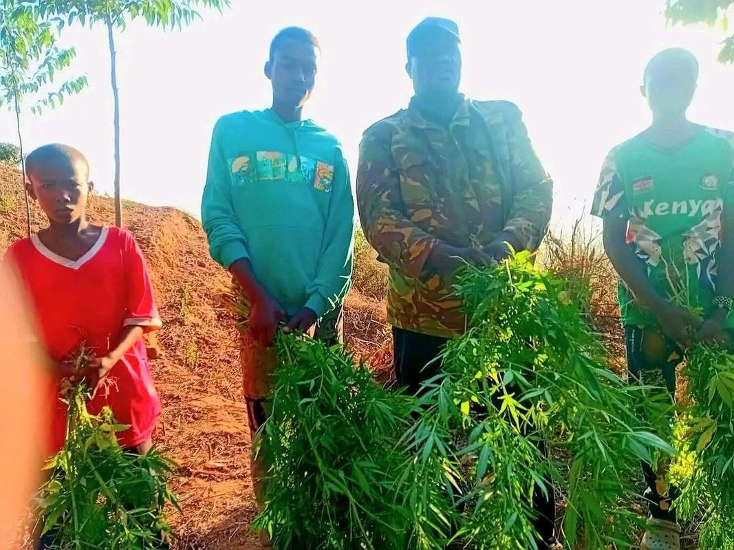 Three Gen-Z Youths Arrested For Secretly Planting Bhang at a Forest in Machakos(Photos)