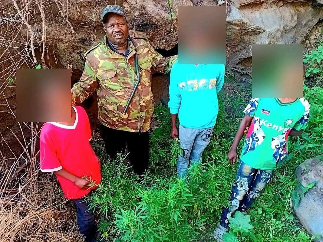 Three Gen-Z Youths Arrested For Secretly Planting Bhang at a Forest in Machakos(Photos)