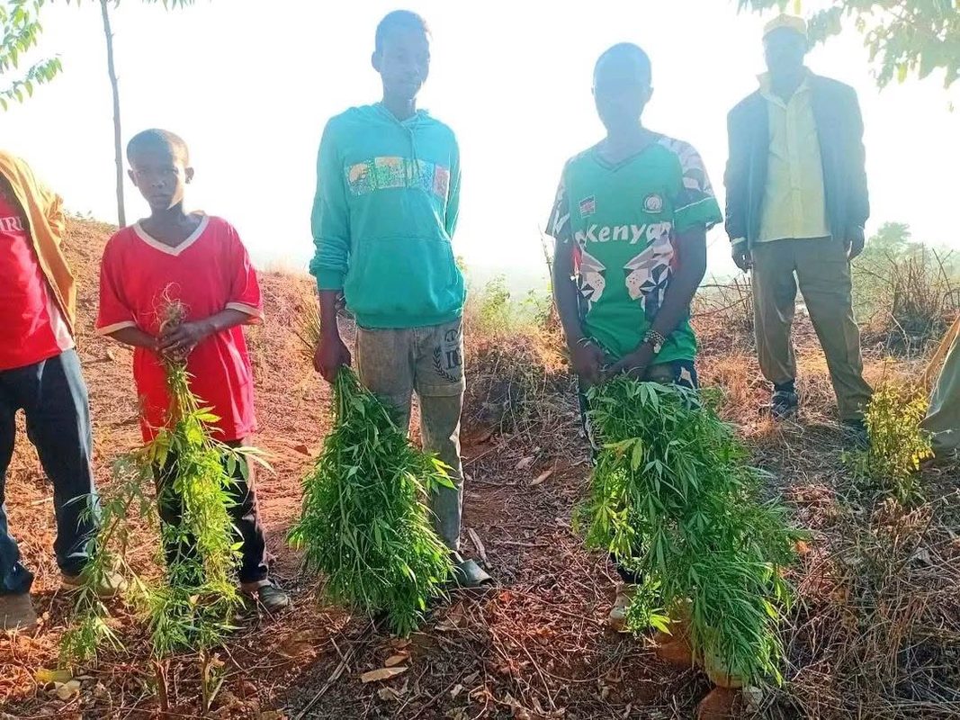 Three Gen-Z Youths Arrested For Secretly Planting Bhang at a Forest in Machakos(Photos)