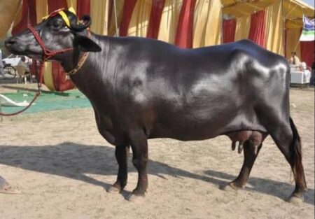 Principal Secretary Jonathan Mueke Reveals Government’s Plan to Import Buffaloes for Milk Production