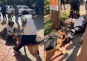End Of The Road! Well-Trained German Shepherd Dog Helps Catch a Phone Snatching Thief in Kileleshwa(Video)