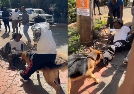 End Of The Road! Well-Trained German Shepherd Dog Helps Catch a Phone Snatching Thief in Kileleshwa(Video) End Of The Road! Well-Trained German Shepherd Dog Helps Catch a Phone Snatching Thief in Kileleshwa(Video)