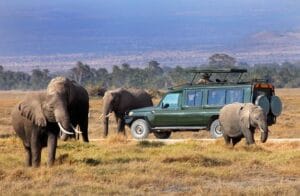 Best Safari Parks in Kenya: Where to Go, When to Visit and What to Expect